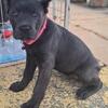 Cane corso iccf