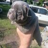 French Bulldogs 