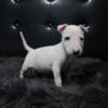 Bull Terrier Puppies