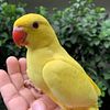 Green Ringneck parrot baby