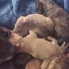 Chiweenie puppies