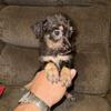 shorty poo puppy