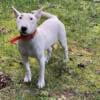 Bull Terrier female ready to go