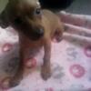 Sweet little chihuahua puppies PRICE REDUCED