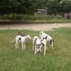 GREYHOUND PUPS AVAILABLE FOR ADOPTION