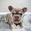 Gorgeous Akc French Bulldog Puppies For Sale