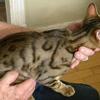 Bengal Cats