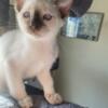 Champion Bred Siamese Kitten