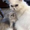 Female Ragdoll Kittens