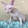 Sphynx Male White