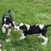 English springer spaniel pups