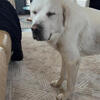 Great Pyrenees 