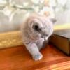 BRITISH SHORTHAIR KITTENS BOY