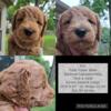 Gorgeous Medium Red/Apricot Labradoodle Puppies