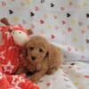 Reg red male toy poodle Kokomo ind