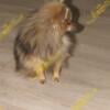 Teacup MALE POMERANIAN puppy yellow sable