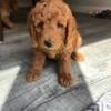 Five week old Labradoodle, looking for a new loving home