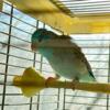 Parrotlet Pairs or Singles - Beautiful, Healthy and Vibrant