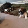 3 little shih Tzu puppies