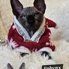 Sphynx Kittens TICA Breeding Rights Chicago IL