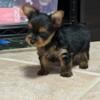 CKC male yorkie puppy