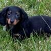 Miniature Dachshund female 