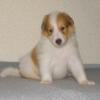 # 8 Sable merle white male puppy, super sweet!