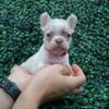 Adorable Trio of Female Frenchie Puppies Ready for Their Forever Homes!