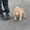 Lilac Exotic Bully Female Pup