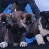 Akita puppies for sale!