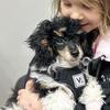 AKC Phantom male stud service only