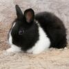 Lionhead Mix