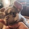 Akc female french bulldog puppy