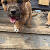11 week old pit bull 