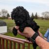 For Sale - Bella- Female -Tiny Toy Poodle