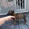 Belgian Malinois Puppies