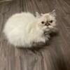 Purebred Himalayan Female 2 years old very loving and social not spayed