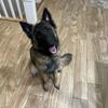 Tervard - German Shepherd