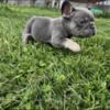 French bulldog blue with tan points male