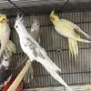 Ready to Breed Cocketiels Mutations Pairs Available