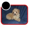 MaltiPoo (Maltese / Toy Poodle) Puppies - very smart & calm, great companions  Interlochen, MI