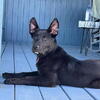 German Shepard/ Border Collie (9mon)