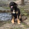 Caucasian shepherd/bernese mountain dog 