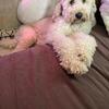 Golden doodle