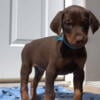 Doberman puppies up for sale