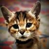Chausie Kittens