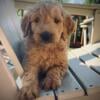 Goldendoodle! Coming in October! Ready for Christmas!