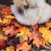 Adorable Pedigreed & Purebred  LIONHEAD Bunnies 