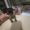 AKC Micro Teacup Male Yorkie Puppy