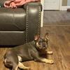 Male French bulldog